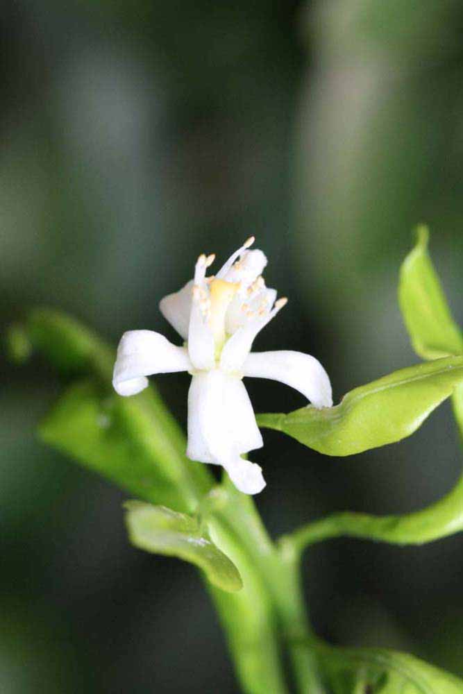              Flower (Riverside, CA)       